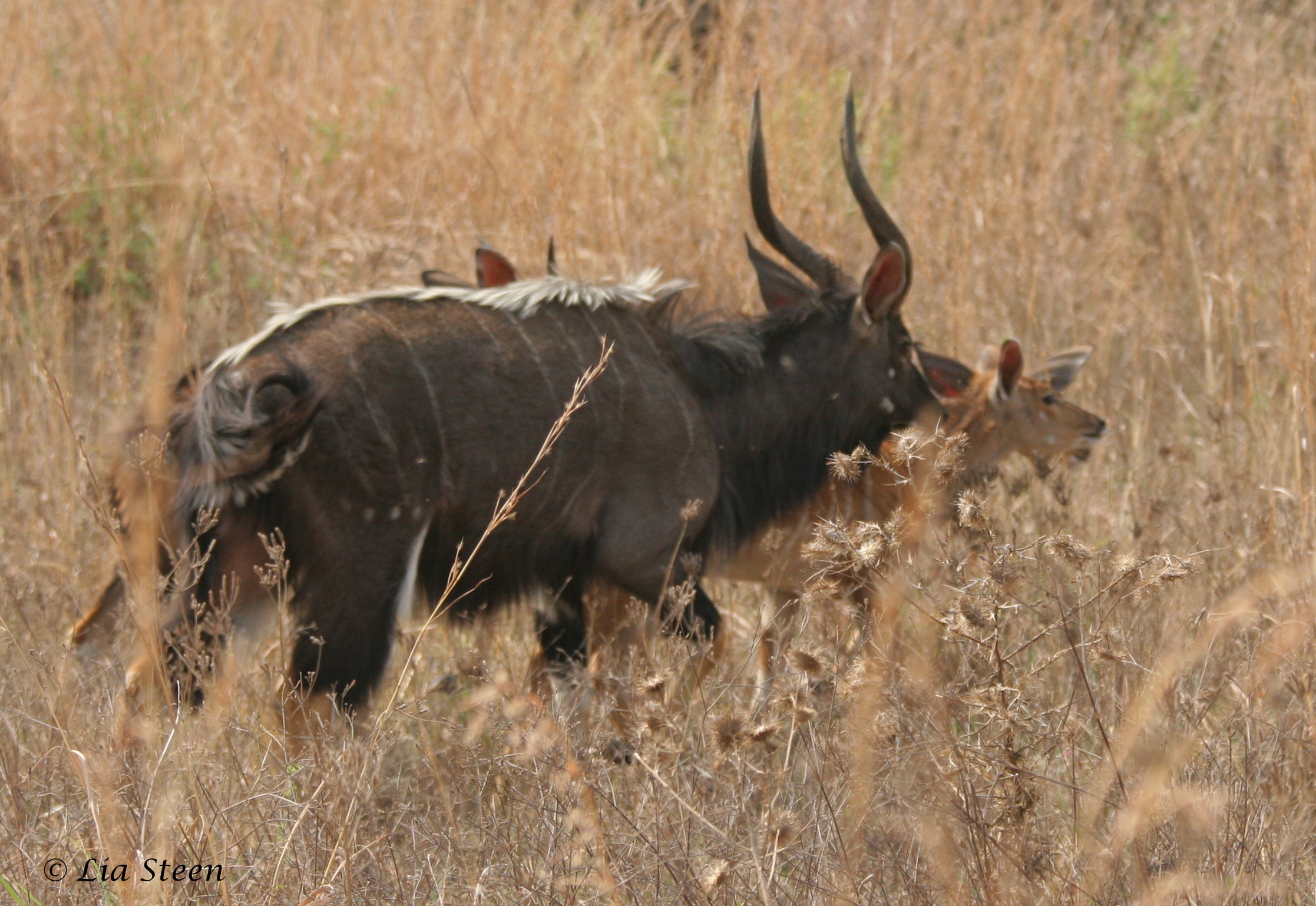 Image of Nyala