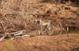 Image of Reddish-green Vervet Monkey