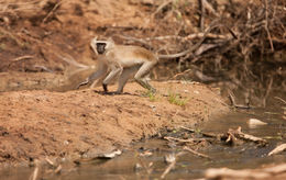 Image of Reddish-green Vervet Monkey