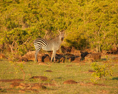 Image of Crawshay's zebra