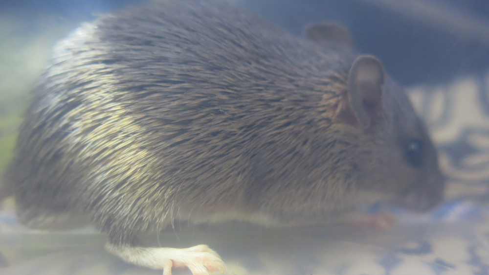 Image of Southern African Spiny Mouse -- Spiny Mouse