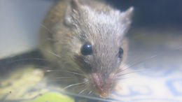 Image of Southern African Spiny Mouse -- Spiny Mouse