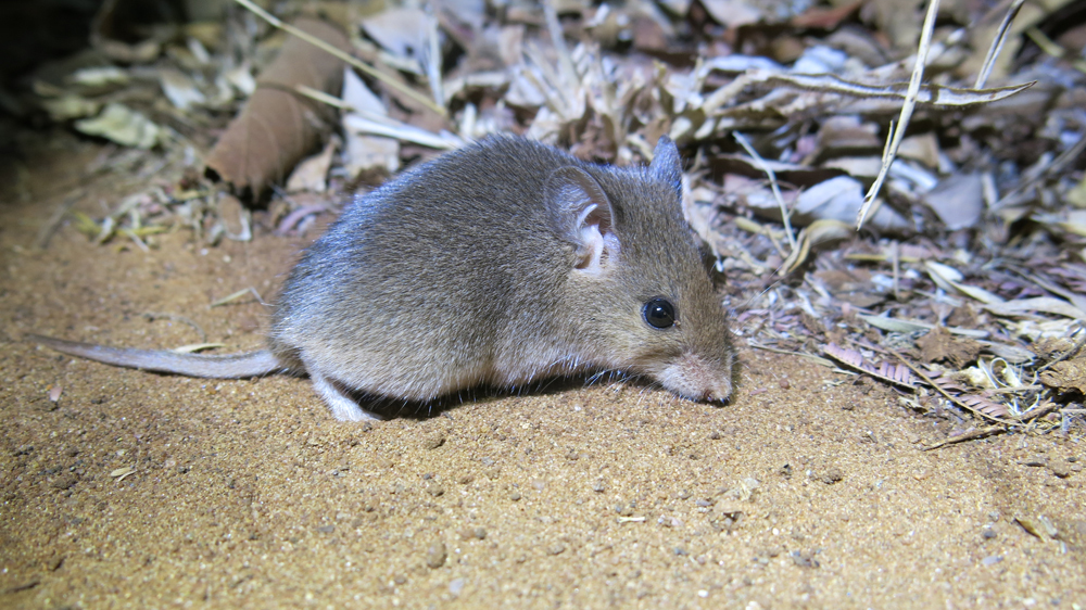 Image of Pouched Mice