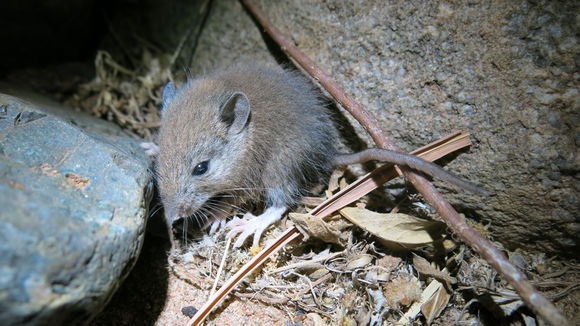 Imagem de Acomys spinosissimus Peters 1852