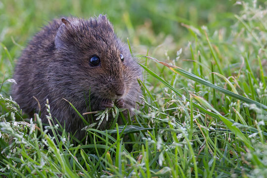 Image of Southern African Vlei Rat