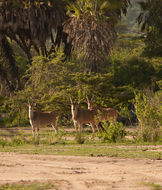 Image of Livingstone's eland