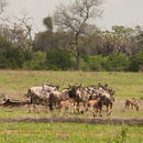 Image of Nyassaland Wildebeest