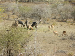 Image of Ellipsen Waterbuck