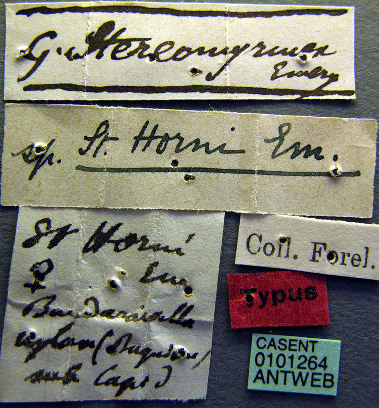 Image of Stereomyrmex horni Emery 1901