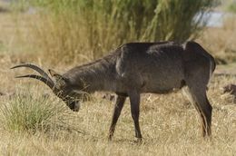 Image of Ellipsen Waterbuck