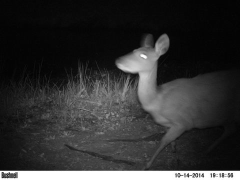 Image of Bushbuck