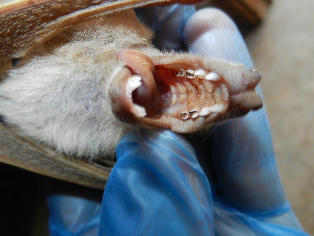 Image of Wahlberg's Epauletted Fruit Bat