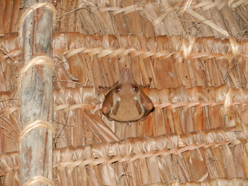 Image of Wahlberg's Epauletted Fruit Bat