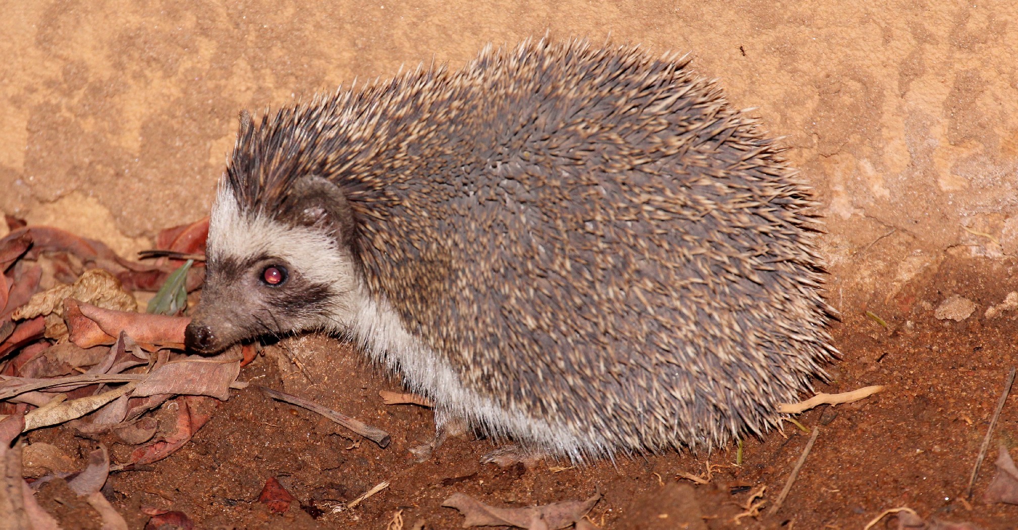 Image of Four-toed Hedgehog