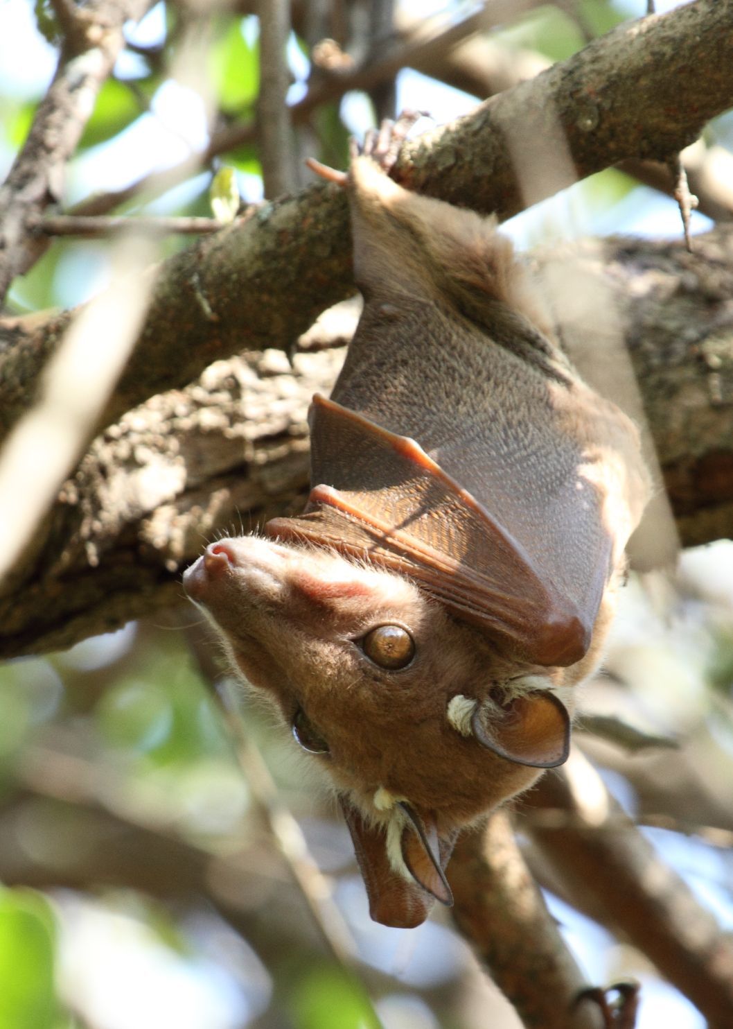 Image of Epauletted Fruit Bats