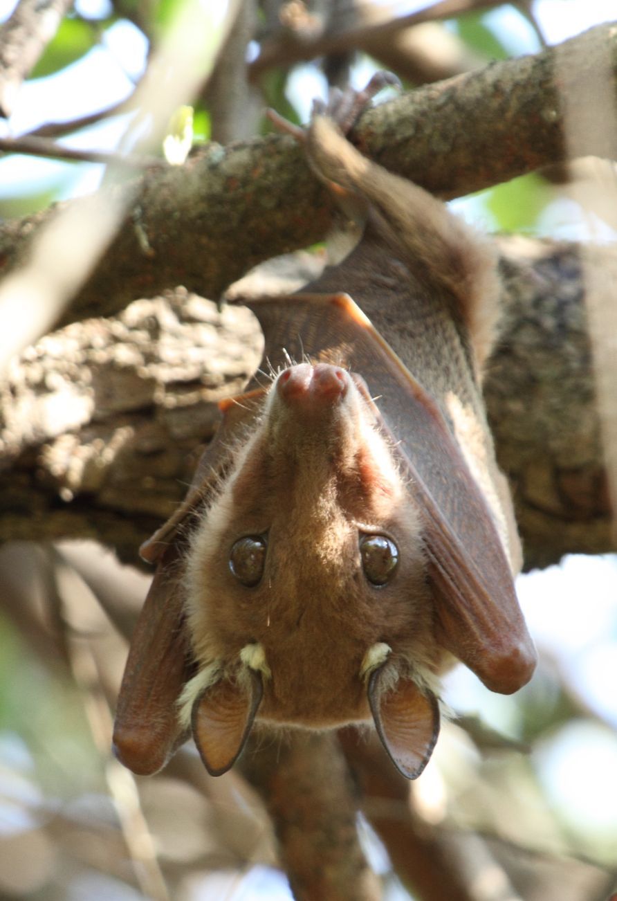 Image of Epauletted Fruit Bats