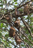 Image of Epauletted Fruit Bats