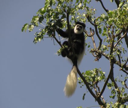 Imagem de Colobus guereza Rüppell 1835