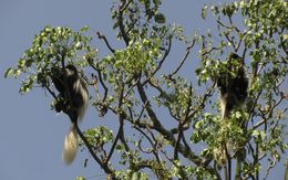 Colobus guereza Rüppell 1835 resmi