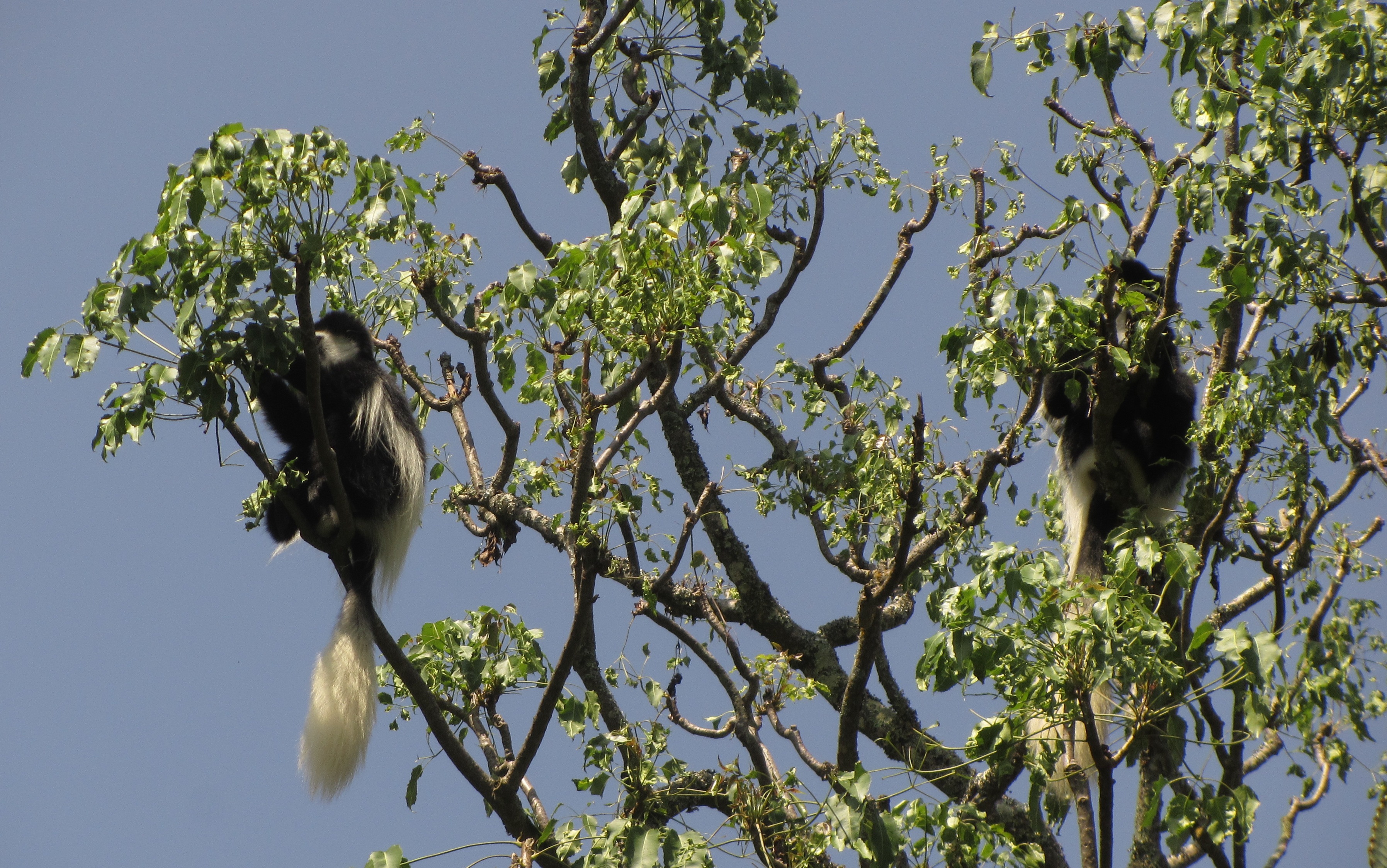 Colobus guereza Rüppell 1835 resmi