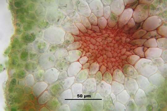 Image of horn calcareous moss