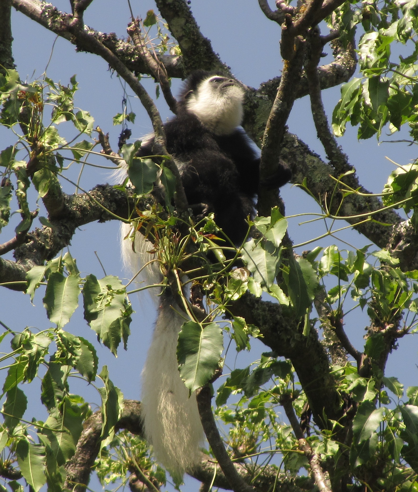 Colobus guereza Rüppell 1835 resmi