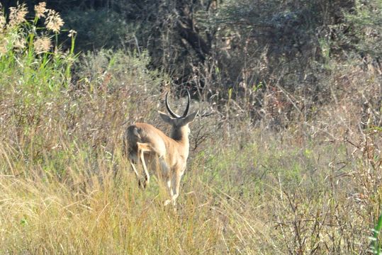 Image of Reedbuck