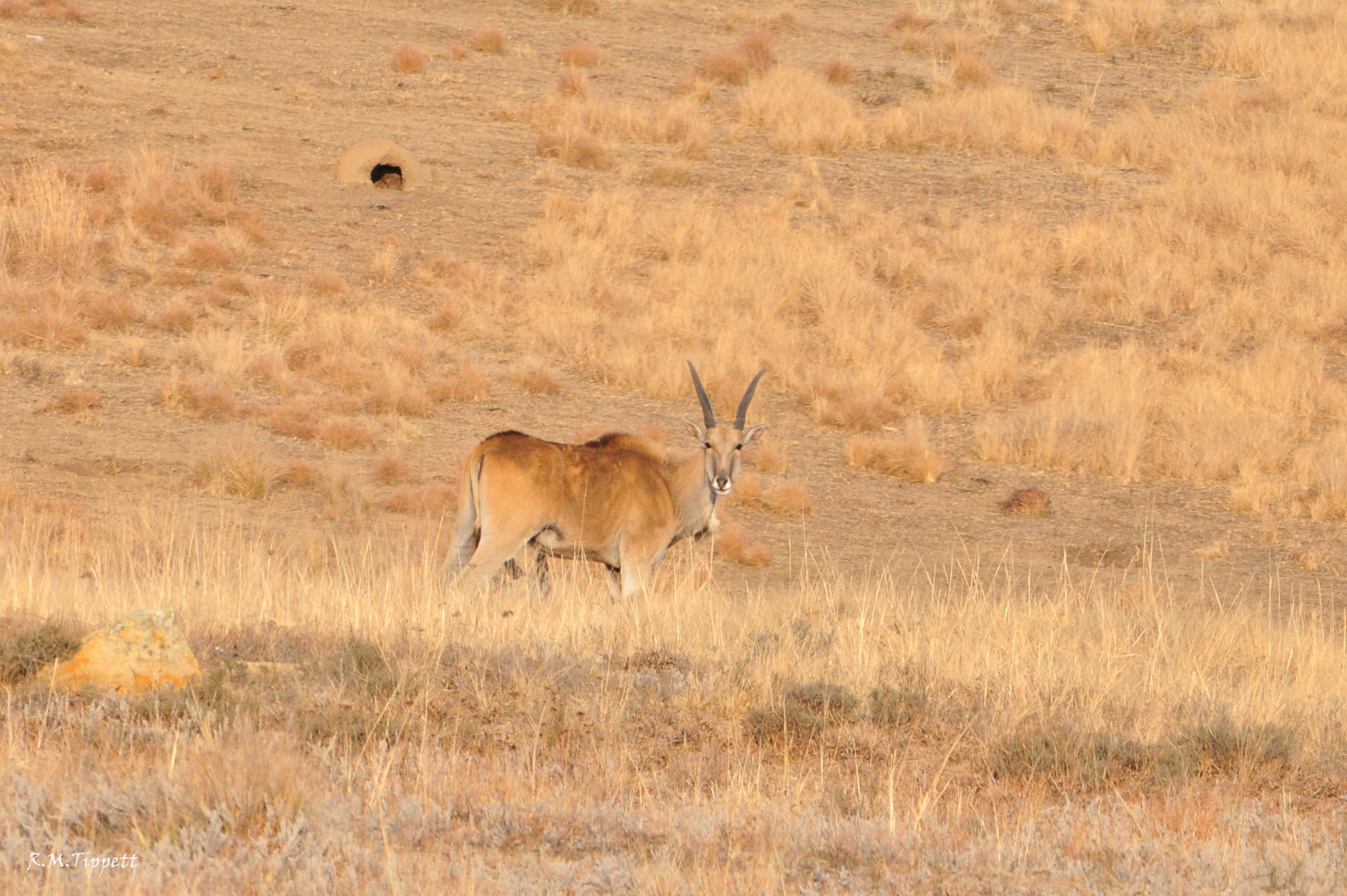 Image of Eland