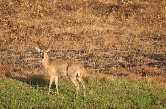 Image of Reedbuck