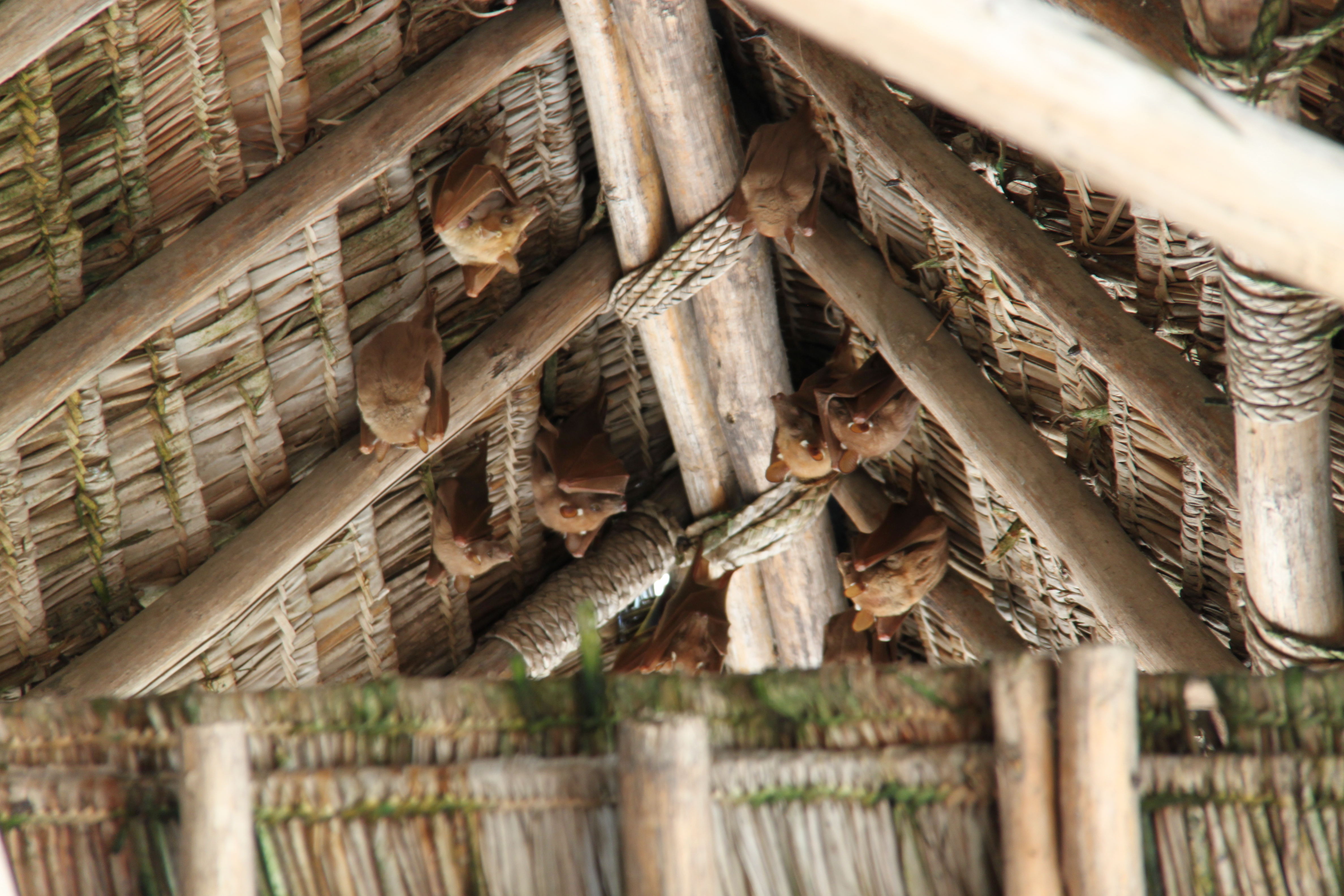 Image of Epauletted Fruit Bats