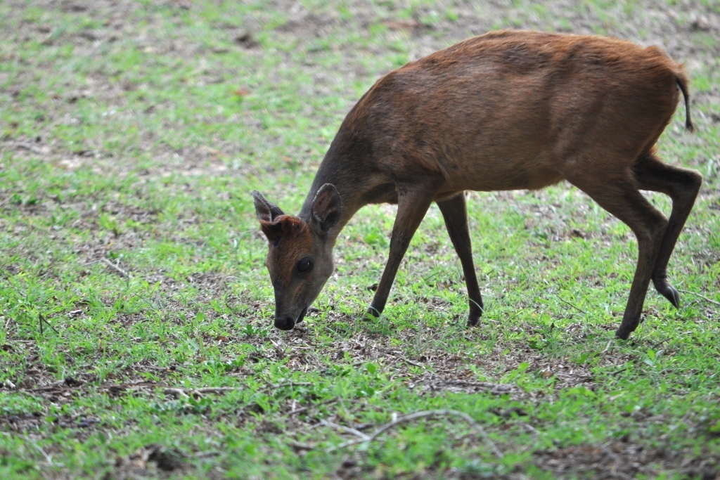 Image of Natal Duiker