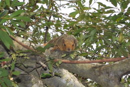 Image of Red Bush Squirrel