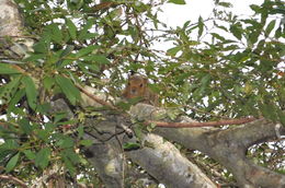 Image of Red Bush Squirrel