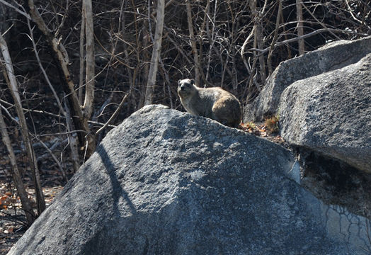 Image of Rock Hyrax