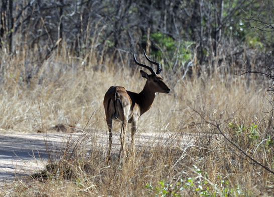 Image of Aepyceros Sundevall 1847