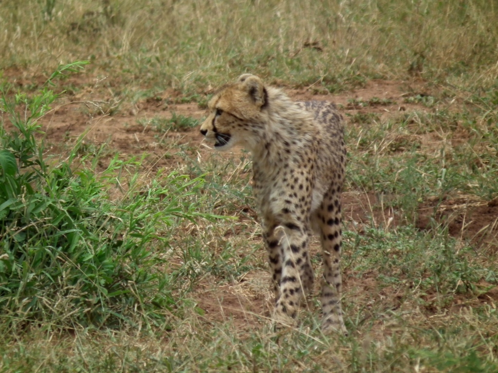 Image of Acinonyx Brookes 1828