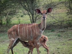 Image of Nyala