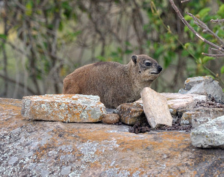 Image of Rock Hyrax