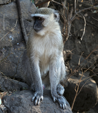 Image of Vervet Monkey