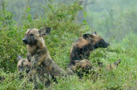 Image of African Hunting Dog