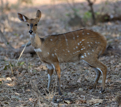 Image of Bushbuck