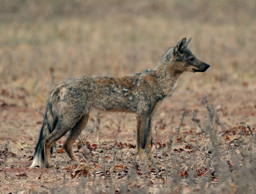 Image of Side-striped Jackal