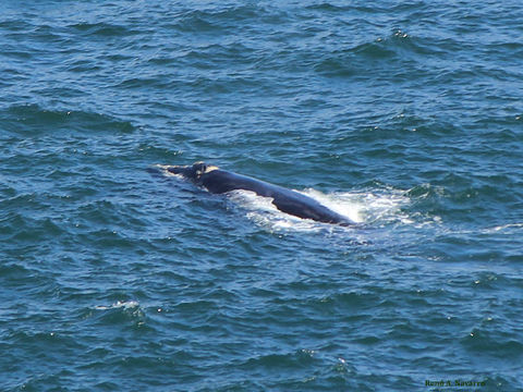 Image of Right whale