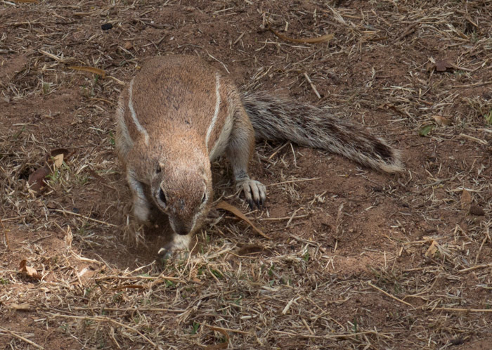 Image of Cape Ground Squirrel