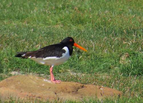 Image of oystercatcher, eurasian oystercatcher