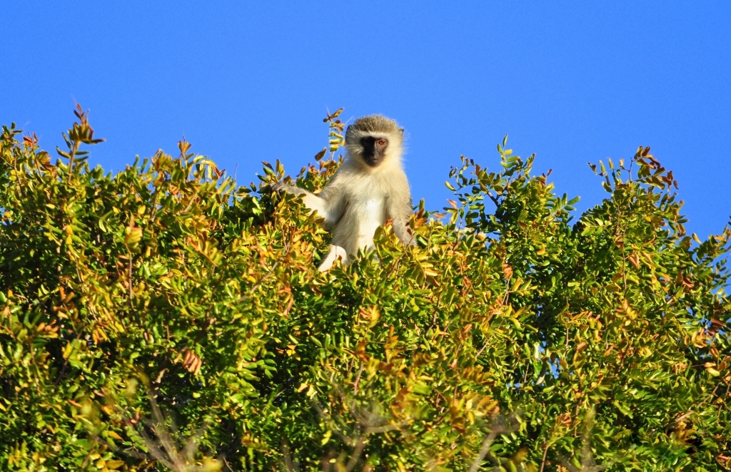 Image of Vervet Monkey