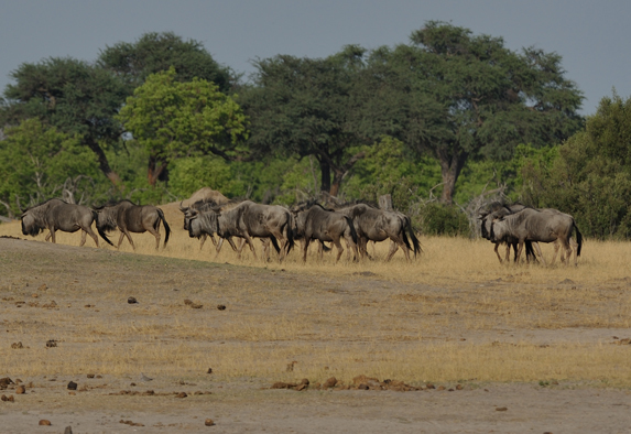 Image of Blue Wildebeest