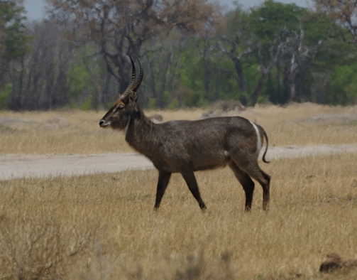 Image of Ellipsen Waterbuck