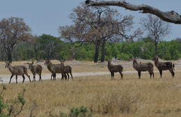 Image of Ellipsen Waterbuck