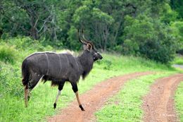 Image of Nyala